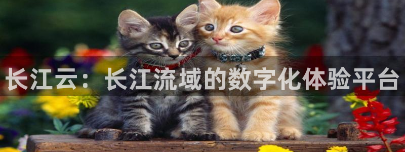 咪咕视频在线观看：长江云：长江流域的数字化体验平台